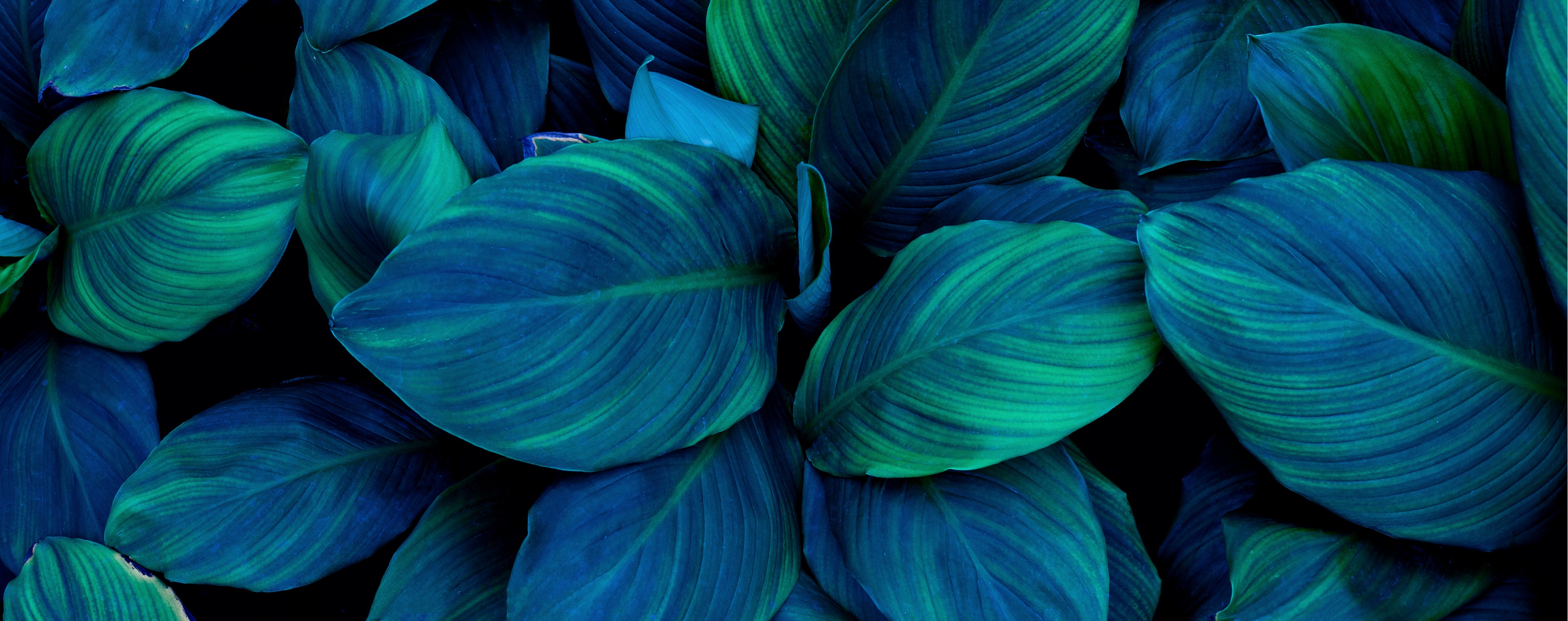 鬱蒼と茂る熱帯植物を真上から撮影した画像です。